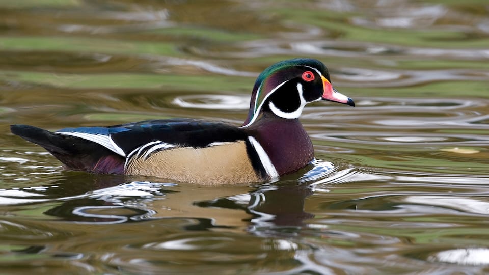 A duck swimming in water.