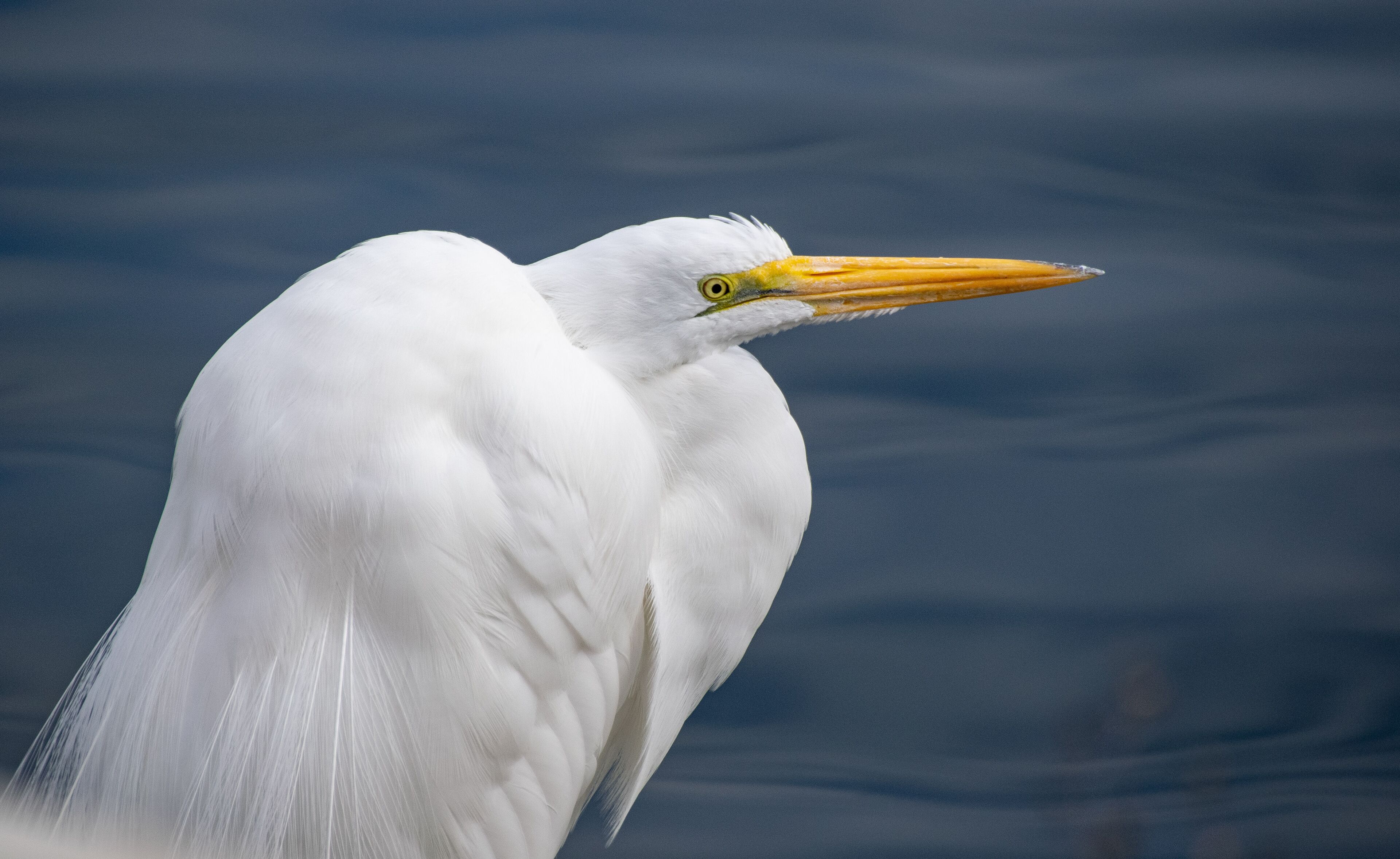 Egret with Retracted Neck