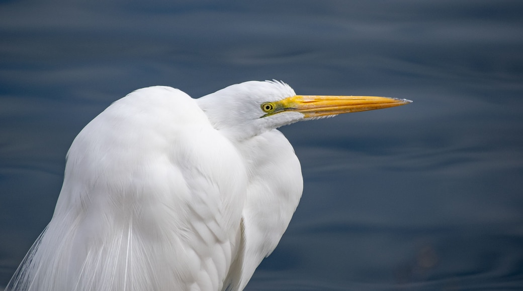 Egret with Retracted Neck