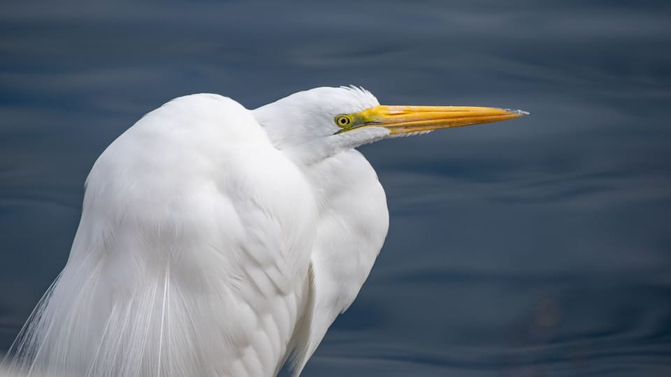 A white bird with a yellow beak and eye, standing by water.