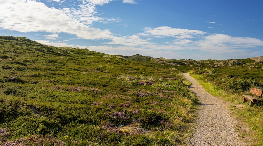 Path through heather, Rantum, Sylt, Schleswig Holstein, Germany, Europe