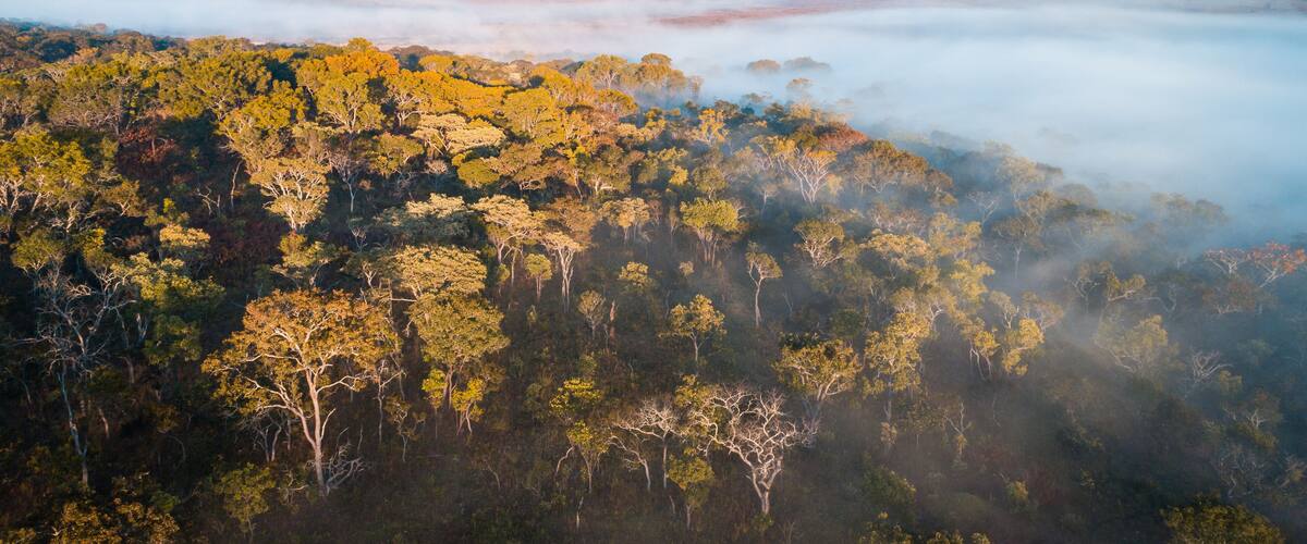 Floresta virgem de miombo ao longo do Cubango de madrugada vista do ar. Angola