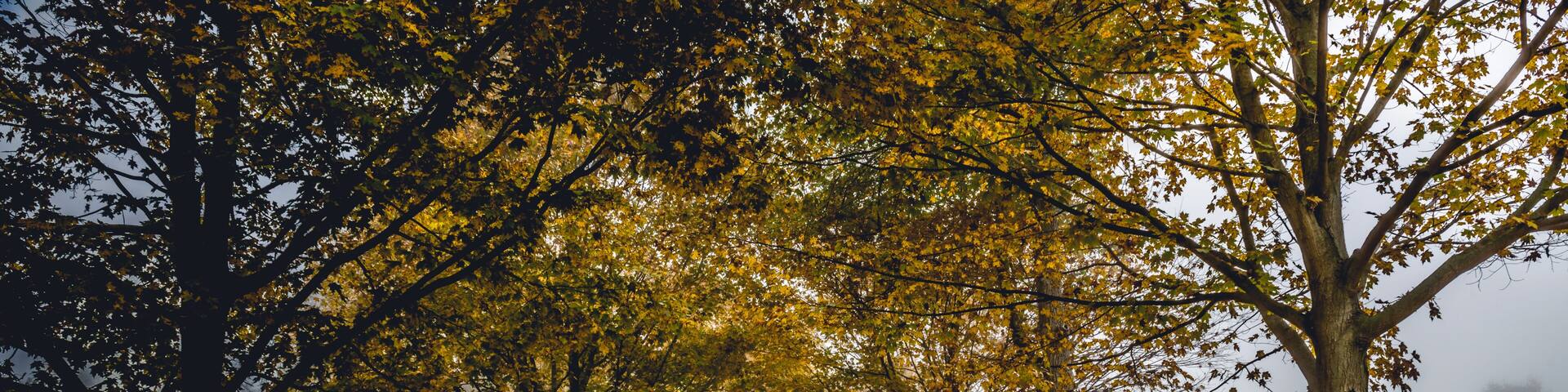 Autumn Path