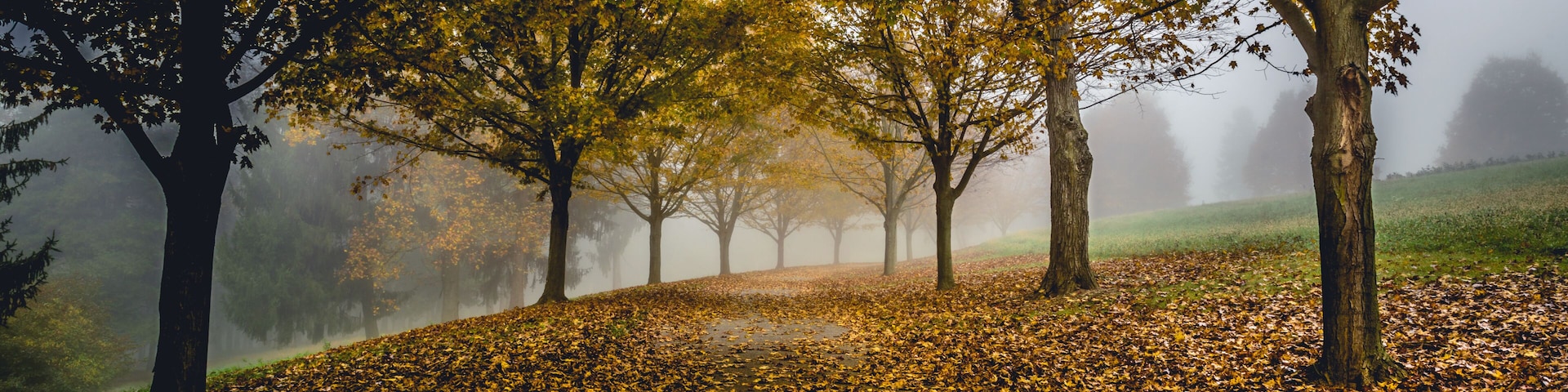 Autumn Path