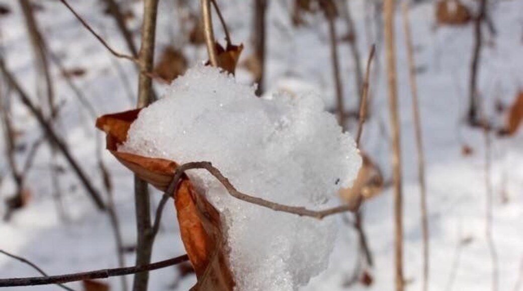 Small leaf holding a heart shaped ice ❄️💙