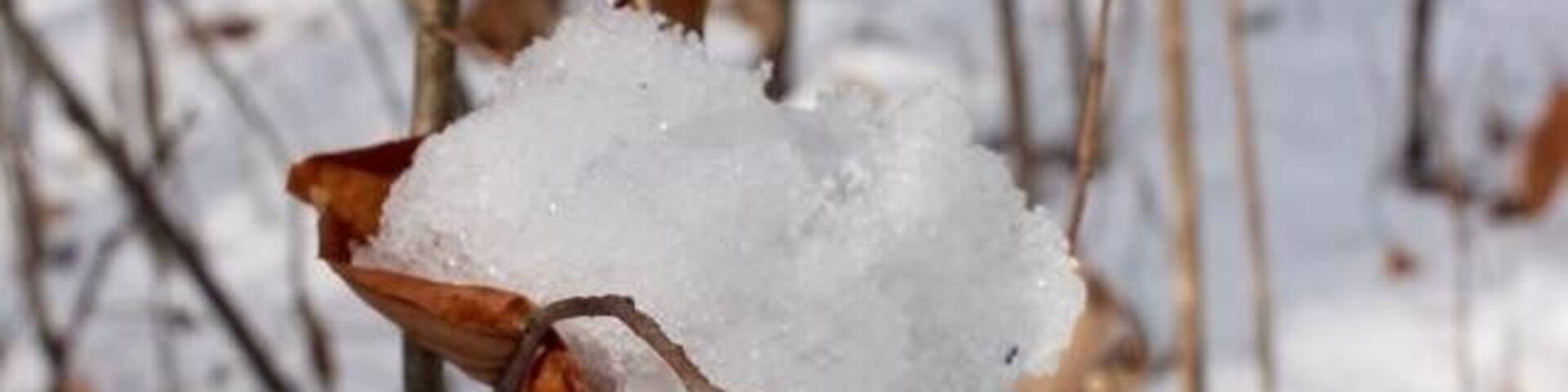 A dried leaf with snow on it, surrounded by a snowy landscape with bare trees.
