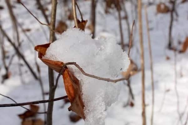 Small leaf holding a heart shaped ice ❄️💙