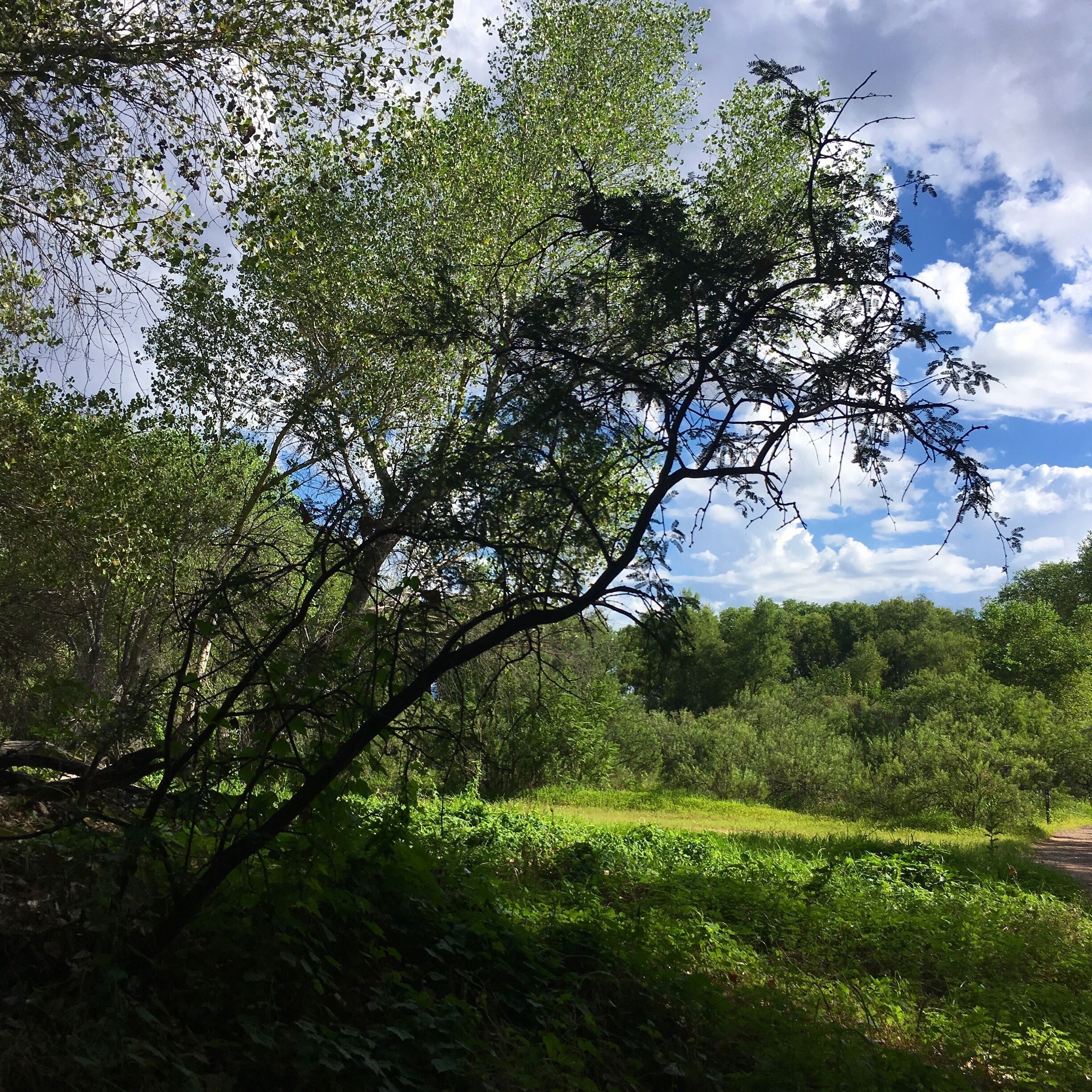 Verde River Greenway. Beautiful walking trail. Also hiking trails and other state parks. 
#roadtrip 
