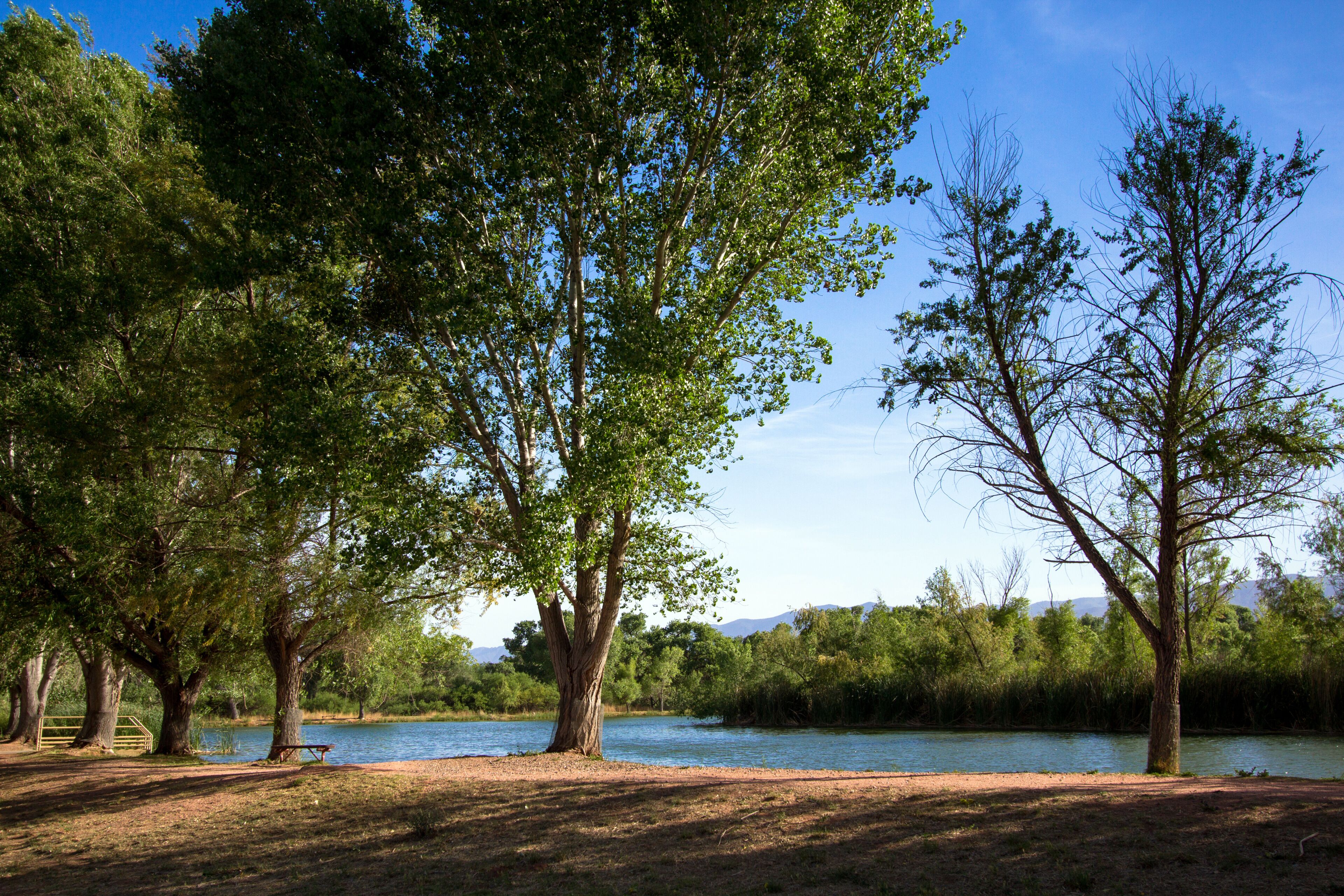 A riverbank with trees and a bench.