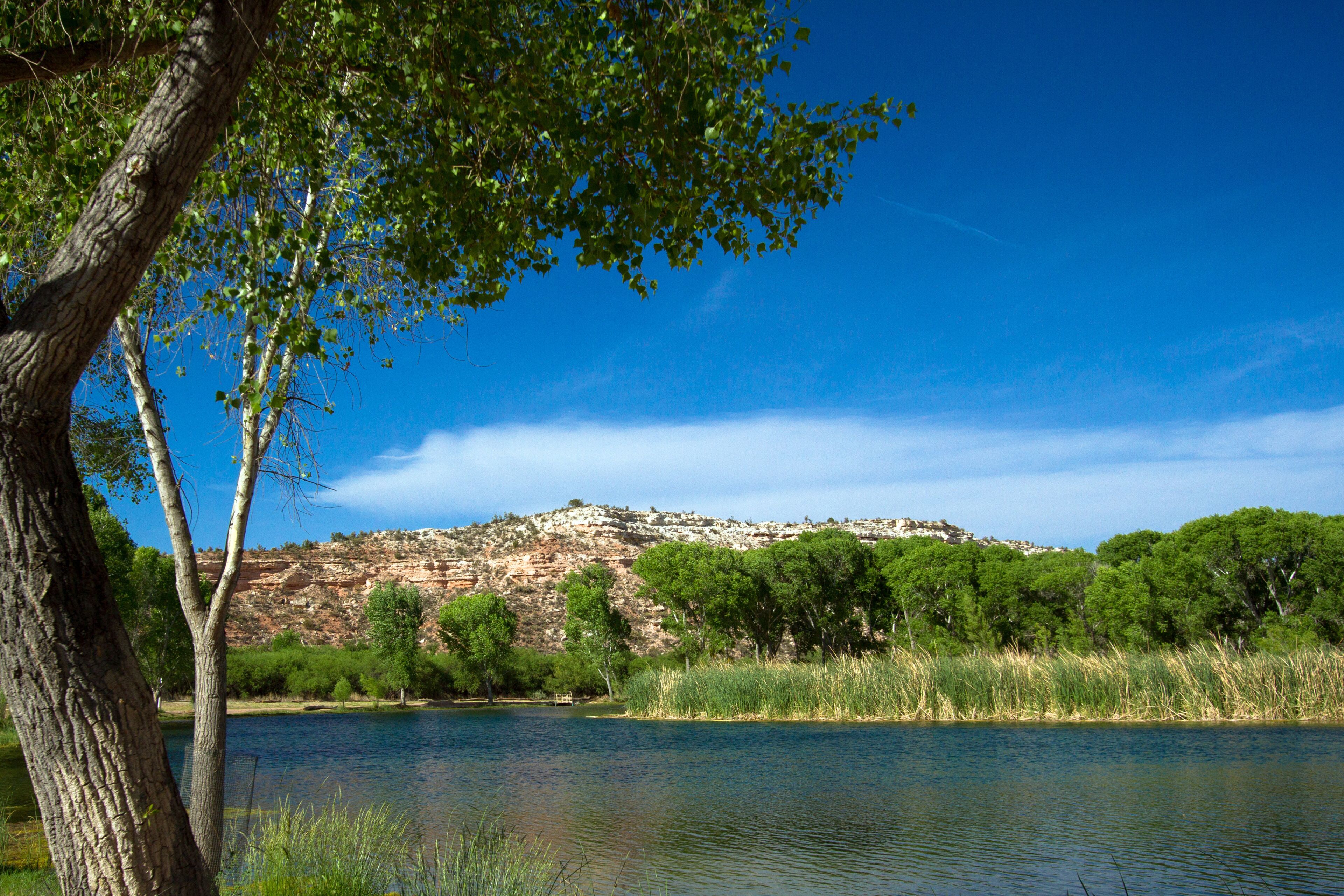 Cottonwood