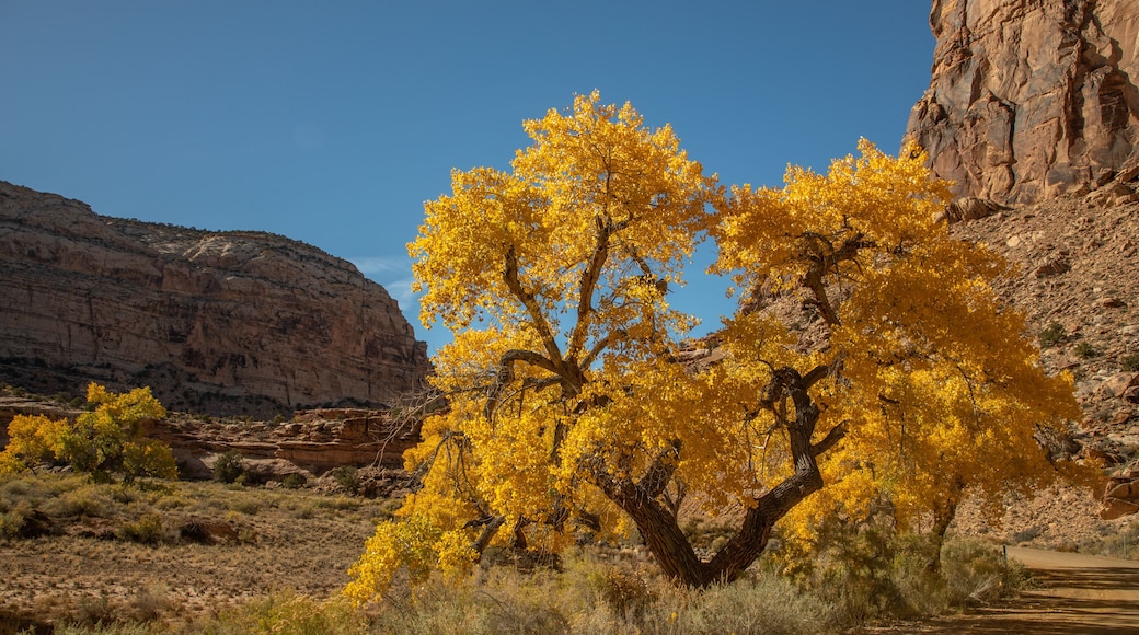 Golden cottonwood tree with black trunk in autumn