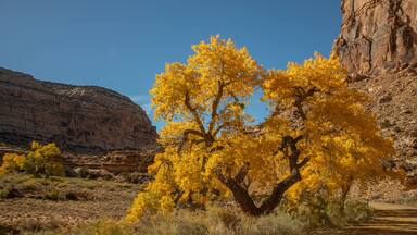Golden cottonwood tree with black trunk in autumn