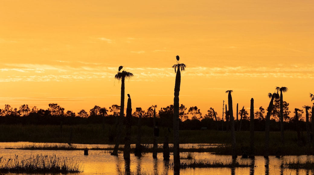 Sunrise over a Florida Wetland