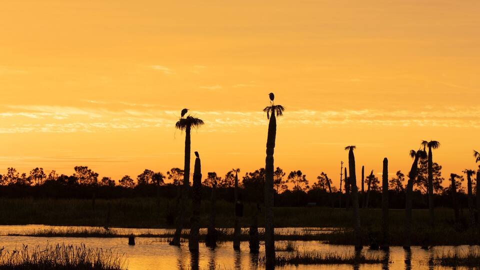 A sunset over a swamp with tall trees and birds perched on them.