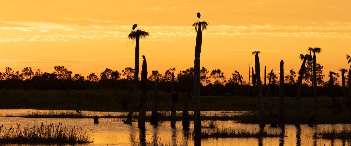 A sunset over a swamp with tall trees and birds perched on them.