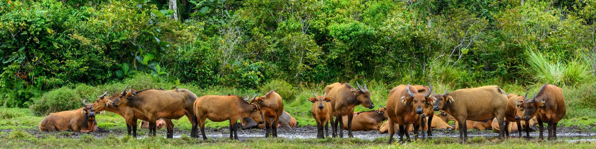 African forest buffalo (Syncerus caffer nanus) in Lango Bai. Odzala-Kokoua National Park. Cuvette-Ouest Region. Republic of the Congo