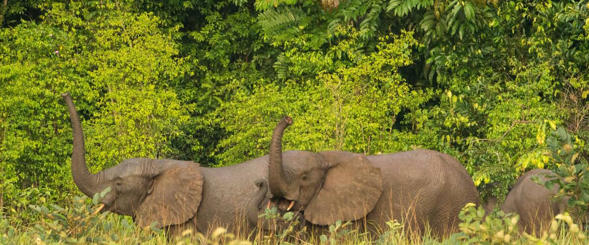Forest elephant (Loxodonta cyclotis) in Congo, Conkouati reserve.