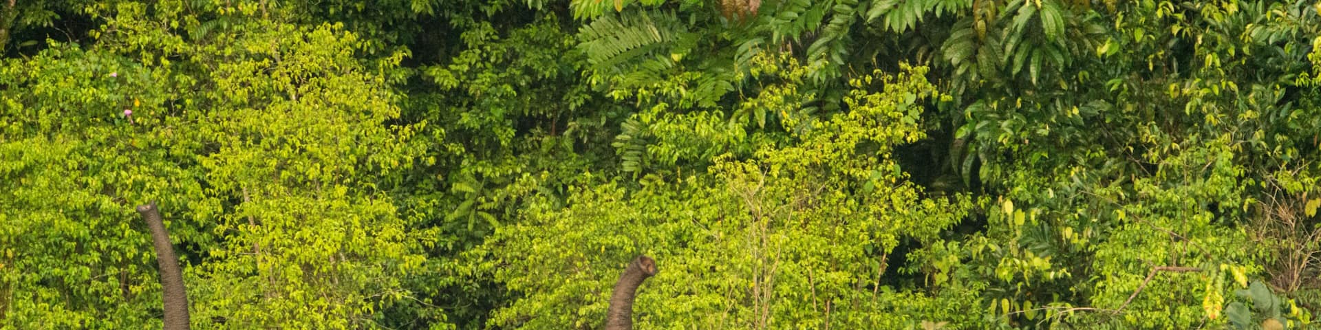 Forest elephant (Loxodonta cyclotis) in Congo, Conkouati reserve.