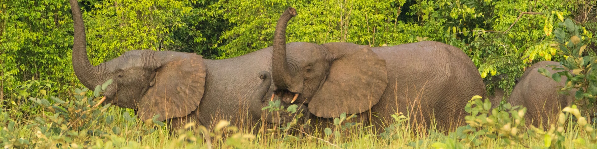 Forest elephant (Loxodonta cyclotis) in Congo, Conkouati reserve.