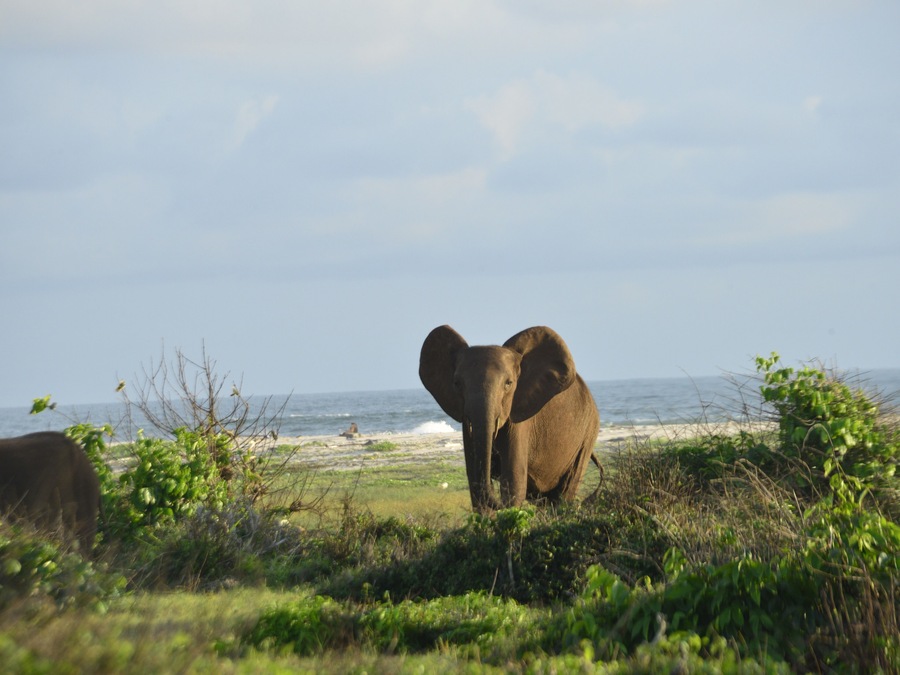 Nice safari