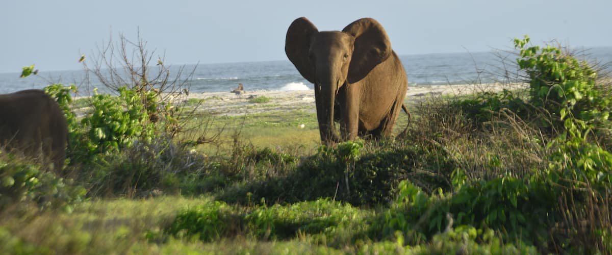 An elephant on a grassy field near a beach with the ocean in the background.