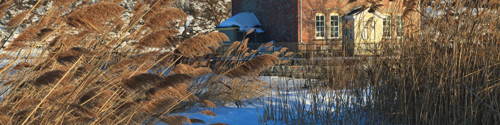 DPD1WT Windswept sea oats front the snow clad Saugerties Lighthouse on the frozen Hudson River in Upstate New York