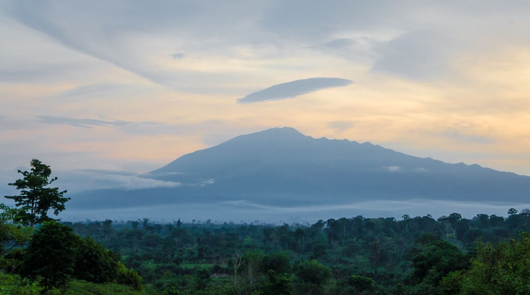 Scenic view of Mount Cameroon mountain with green forest during sunset, highest mountain in West Africa, Cameroon, Africa.