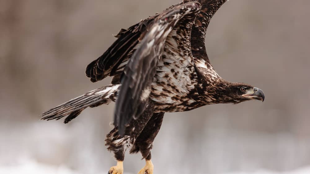 A rehabilitated immature bald eagle, just released by Raptor Education Group, Inc. starts to take flight at Sauk City, Wisconsin in early March