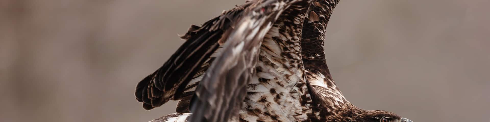 A rehabilitated immature bald eagle, just released by Raptor Education Group, Inc. starts to take flight at Sauk City, Wisconsin in early March
