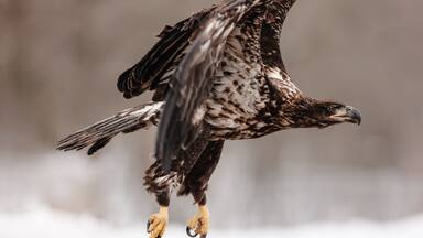 A rehabilitated immature bald eagle, just released by Raptor Education Group, Inc. starts to take flight at Sauk City, Wisconsin in early March