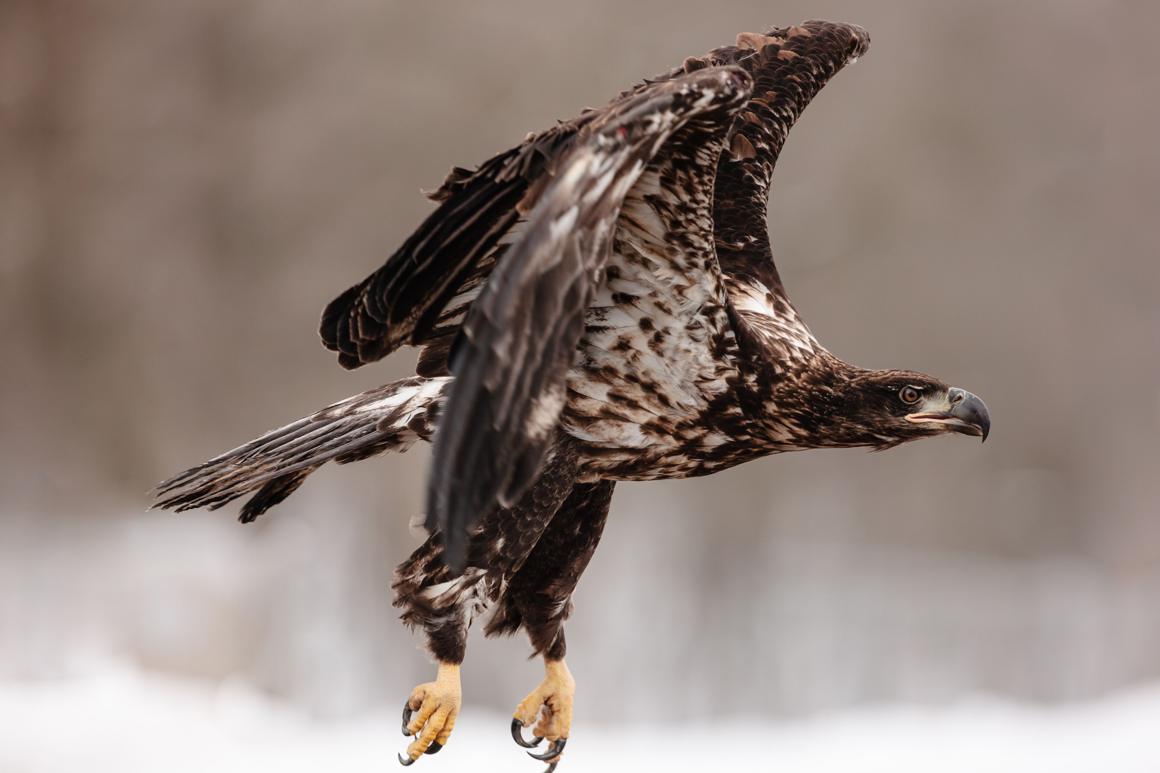 A bird of prey in flight with its wings spread wide.