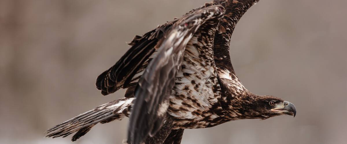 A rehabilitated immature bald eagle, just released by Raptor Education Group, Inc. starts to take flight at Sauk City, Wisconsin in early March