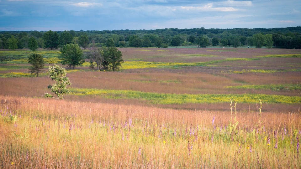 A vast field with tall grasses and wildflowers, a few scattered trees, and a distant forest under a cloudy sky.