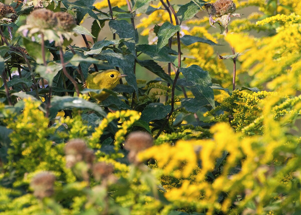 A beautiful Wilsons Warbler in Fall migrating back to warmer weather. That is a lot of yellow!