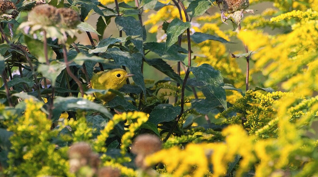 A beautiful Wilsons Warbler in Fall migrating back to warmer weather. That is a lot of yellow!