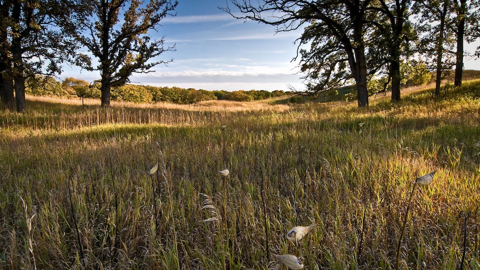 A grassy field with tall trees and a clear sky.