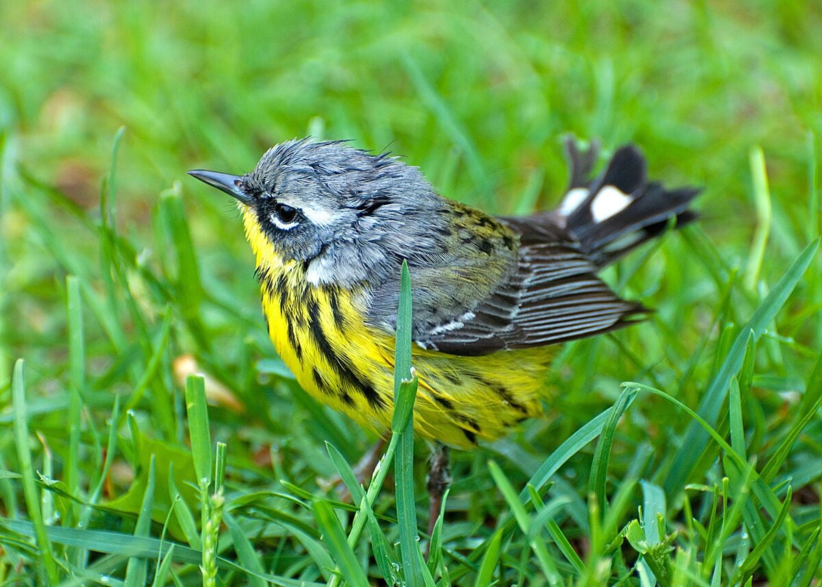 A colorful magnolia warbler feeding on insects near the ground. I never get tired of watching these fascinating little birds. 