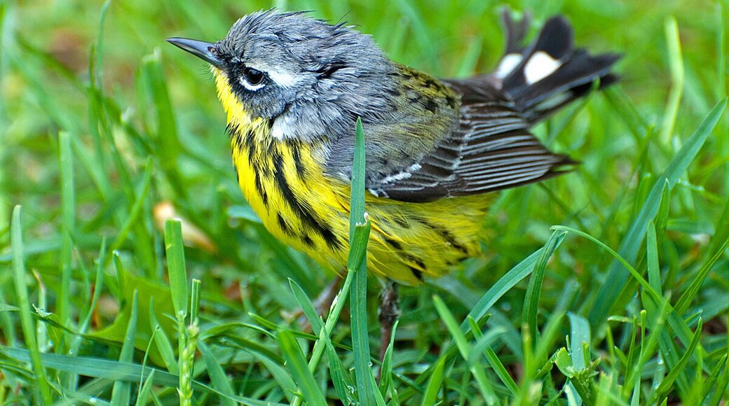 A colorful magnolia warbler feeding on insects near the ground. I never get tired of watching these fascinating little birds.