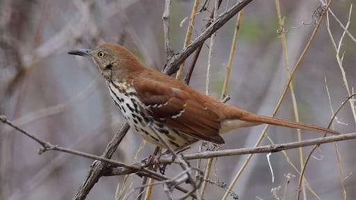This beautiful brown thrasher was a willing subject when I stopped at one of the many wildlife areas along Route 84.
