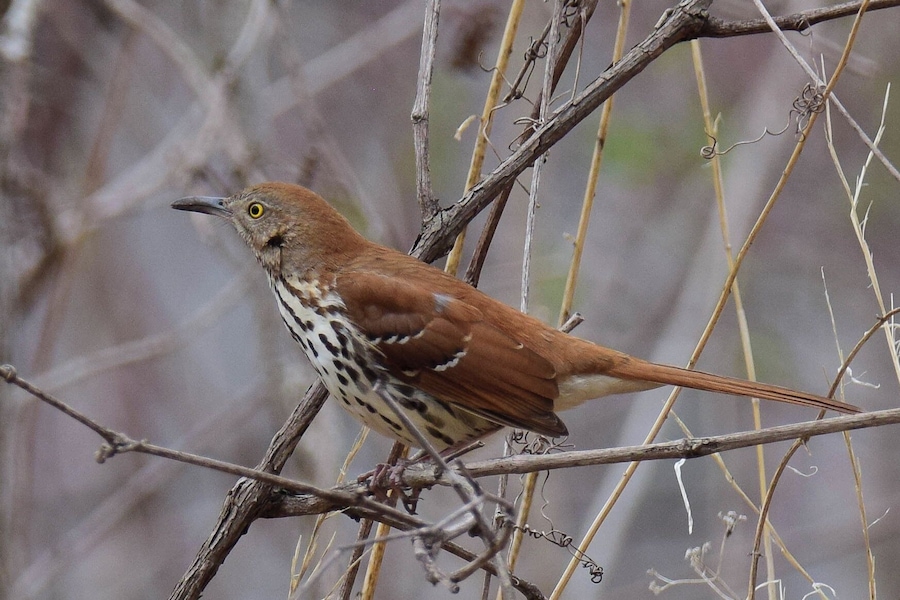 This beautiful brown thrasher was a willing subject when I stopped at one of the many wildlife areas along Route 84.
