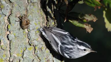 t they are very difficult to photograph because they move so fast and only migrate through for a short time.