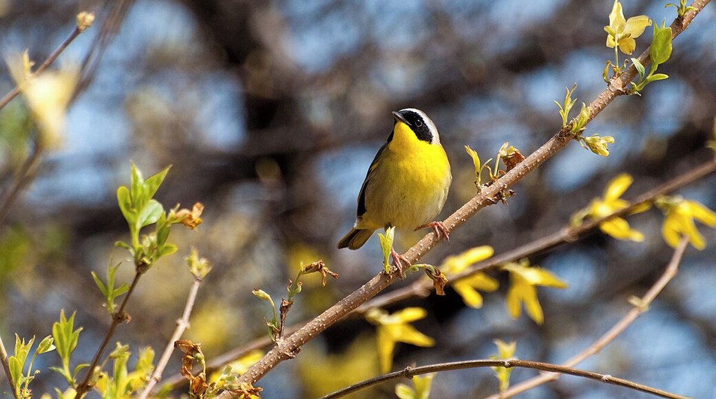 A common yellowthroat stops for a break during migration.