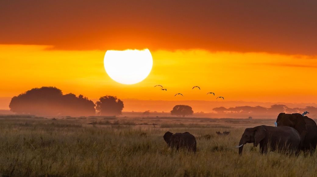 Elephants at sunrise in Amboseli, Horizonal Banner
