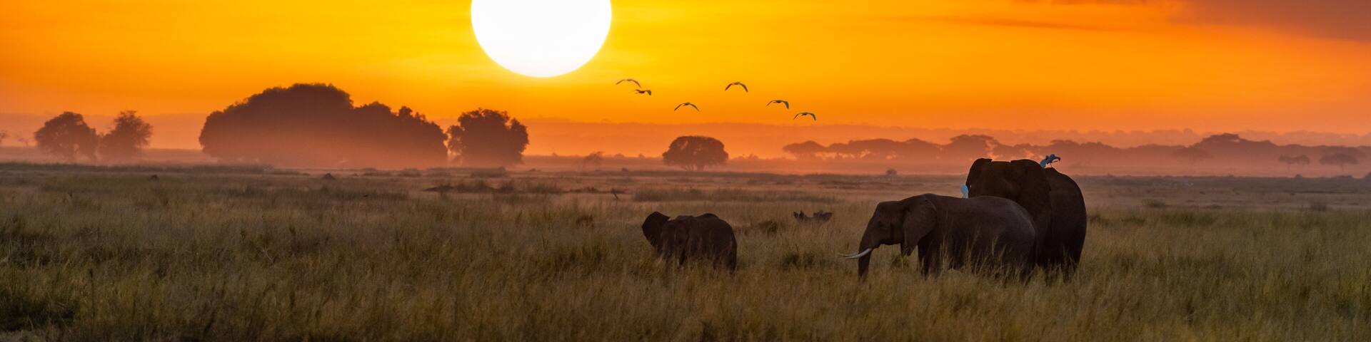 Elephants at sunrise in Amboseli, Horizonal Banner