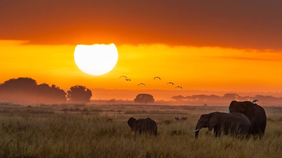 A sunset over a savannah with elephants and birds.