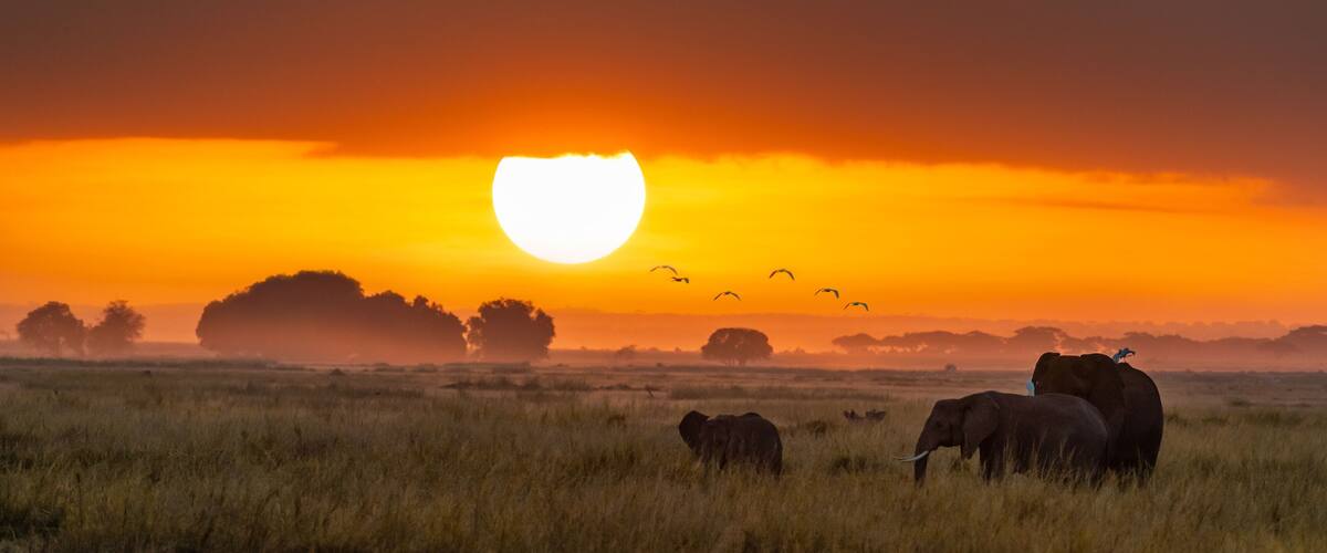 A sunset over a savannah with elephants and birds.