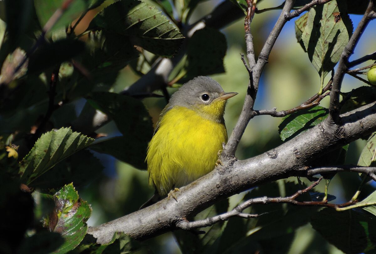 A mourning warbler in beautiful sunlight. When warblers are migrating I try to be very patient as they are some of the most striking, beautiful birds. I try to find a tree that has buds they are feeding on and then I sit down and wait. 