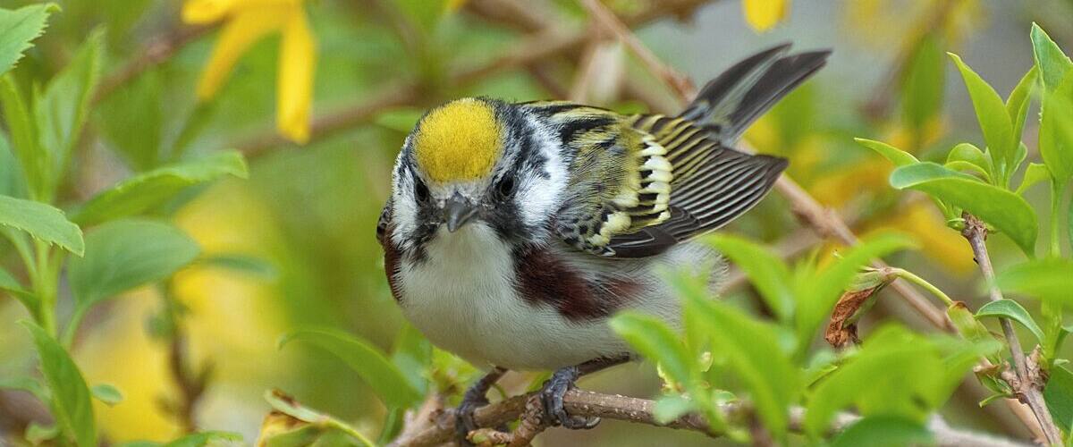 A Chestnut Sided Warbler in breeding plumage. I love all colorful little warblers but they are extremely difficult to photograph. I try to find a tree they are feeding on and sit still until I get an image. This spot is my favorite for migrating warblers.