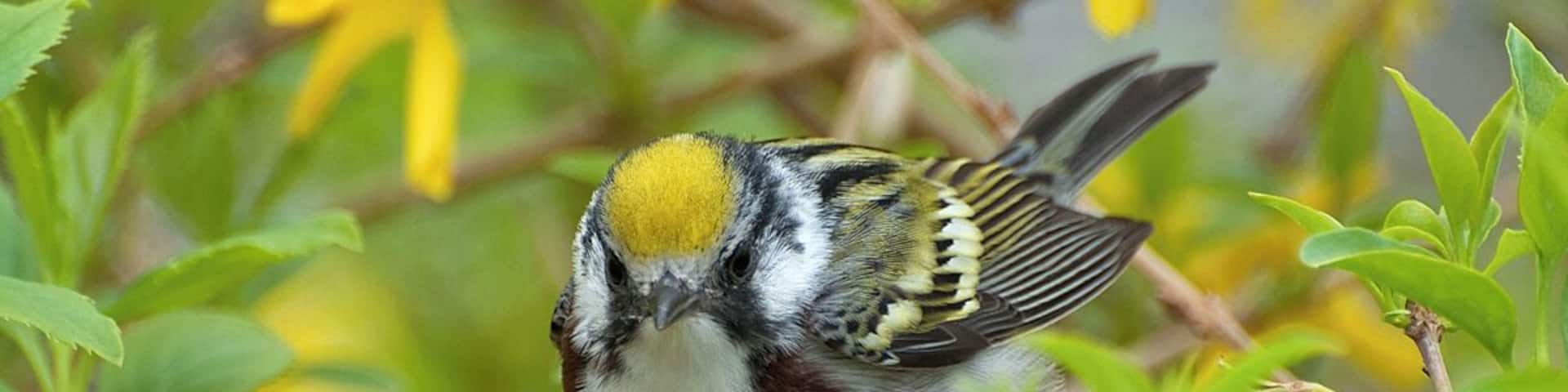 A Chestnut Sided Warbler in breeding plumage. I love all colorful little warblers but they are extremely difficult to photograph. I try to find a tree they are feeding on and sit still until I get an image. This spot is my favorite for migrating warblers.