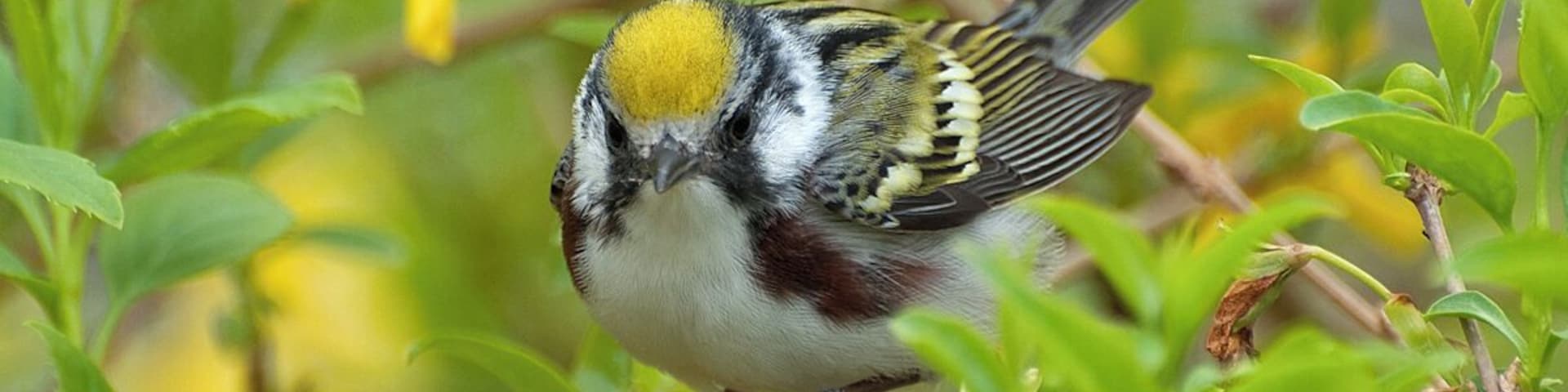 A Chestnut Sided Warbler in breeding plumage. I love all colorful little warblers but they are extremely difficult to photograph. I try to find a tree they are feeding on and sit still until I get an image. This spot is my favorite for migrating warblers.
